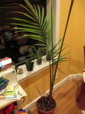 plant.jpg.jpg