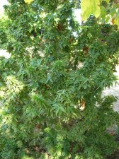 DSCN0406.JPG