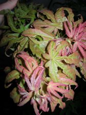 DSCN0388.JPG