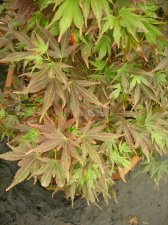DSCN0281.JPG