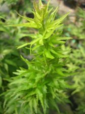 DSCN0310.JPG