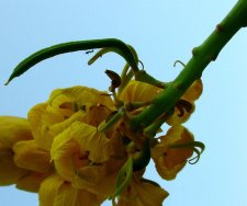 yellowant.jpg