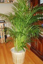 Plant11.jpg
