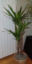 Plant21.jpg