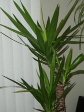 Plant22.jpg