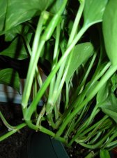 dscn1313.jpg