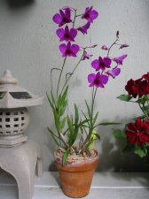 Dendrobium1.jpg