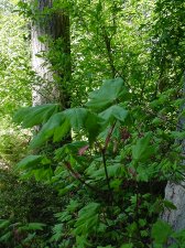acercircinatum10.jpg