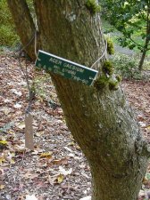 WPAacercaesiumgiraldii1.jpg