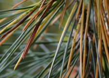 Blackpine1-1.jpg