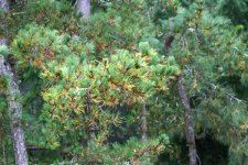 BlackPine1.jpg