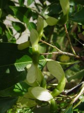 WPAacercoriaceifolium10.jpg