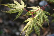 IMG_8530.jpg