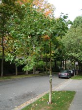 20090928_HaroDenman_Magnolia_Cutler_DSC04450.jpg