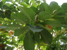 20090928_HaroDenman_Magnolia_Cutler_DSC04434.jpg