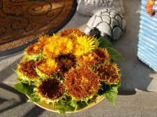 09_SEP30thSUNflowersAUTOMN_s_003.jpg
