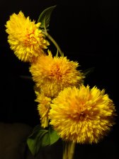 09_SEP30thSUNflowersAUTOMN_s_045.jpg
