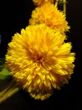09_SEP30thSUNflowersAUTOMN_s_047.jpg