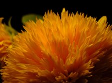 09_SEP30thSUNflowersAUTOMN_s_056.jpg