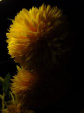 09_SEP30thSUNflowersAUTOMN_s_060.jpg