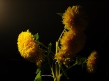 09_SEP30thSUNflowersAUTOMN_s_064.jpg