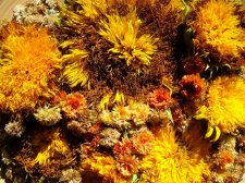 09_SEP30thSUNflowersAUTOMN_s_078.jpg