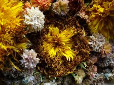 09_SEP30thSUNflowersAUTOMN_s_102.jpg