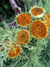 09_SEP30thSUNflowersAUTOMN_s_097.jpg