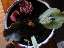 09_SEP30thSUNflowersAUTOMN_s_038.jpg