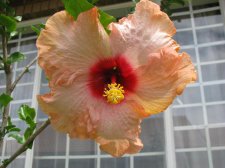 Standard Hibiscus (Hibiscus rosa-sinensis) (6).jpg