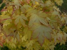 maples 2009 069.JPG