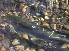 09_OCT11thTHANKSgivingSALMON_s_256.jpg