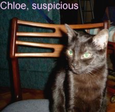 Chloe, suspicious, Feb 12 06.jpg