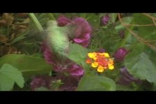 4 h w purple mallow.JPG