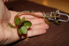 IMG_3051.jpg