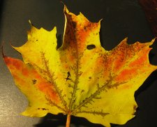 leaf.jpg