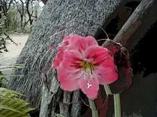 flowerART.jpg