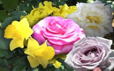 SPRINGTIME 1680X1050.jpg