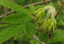 ACER  MAXIMOWICZIANUM 07-05-2009 16-35-58.jpg
