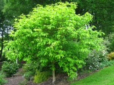 ACER  MAXIMOWICZIANUM 17-05-2008 17-20-25.jpg