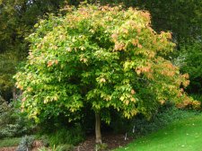 ACER  MAXIMOWICZIANUM 11-10-2009 15-36-03.jpg
