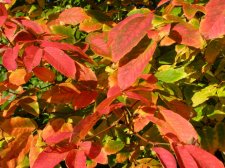 ACER  MAXIMOWICZIANUM 24-10-2008 15-38-47.jpg