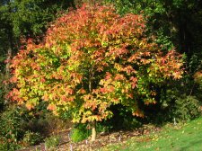 ACER  MAXIMOWICZIANUM 18-10-2007 09-29-48.jpg