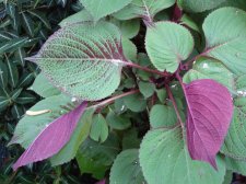 20091022_QEConservatory_Cutler_DSC04604.jpg