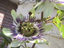 IMAGE054.JPG