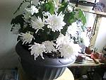 user33492_pic113_1227694867_thumb.jpg