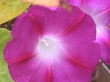 h likes pink ipomea(not blue).JPG