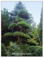 wbgarden autumn 18.JPG