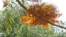 IMG_0017.JPG
