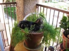 94 Kitten start.jpg